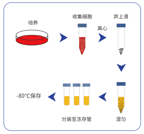 一步冻存法步骤