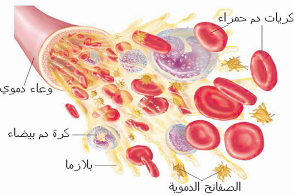 <i style='color:red'>生物试剂</i>探究-外泌体标志物-蛋白质和核酸