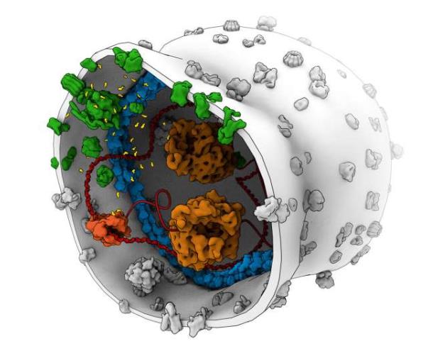 生物分子的相互作用