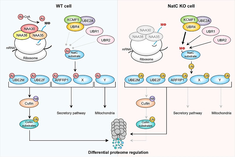 CRISPR-Cas9技术为N端乙酰化提供了新的线索