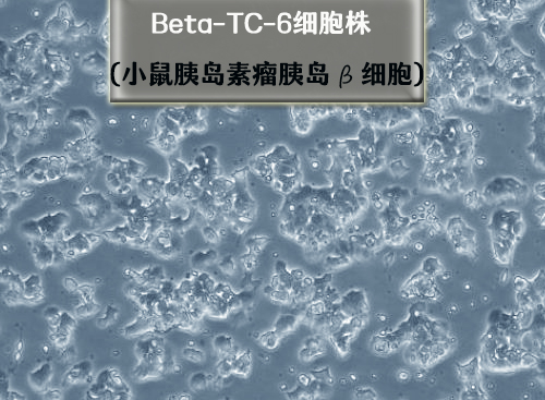 beta-TC-6细胞