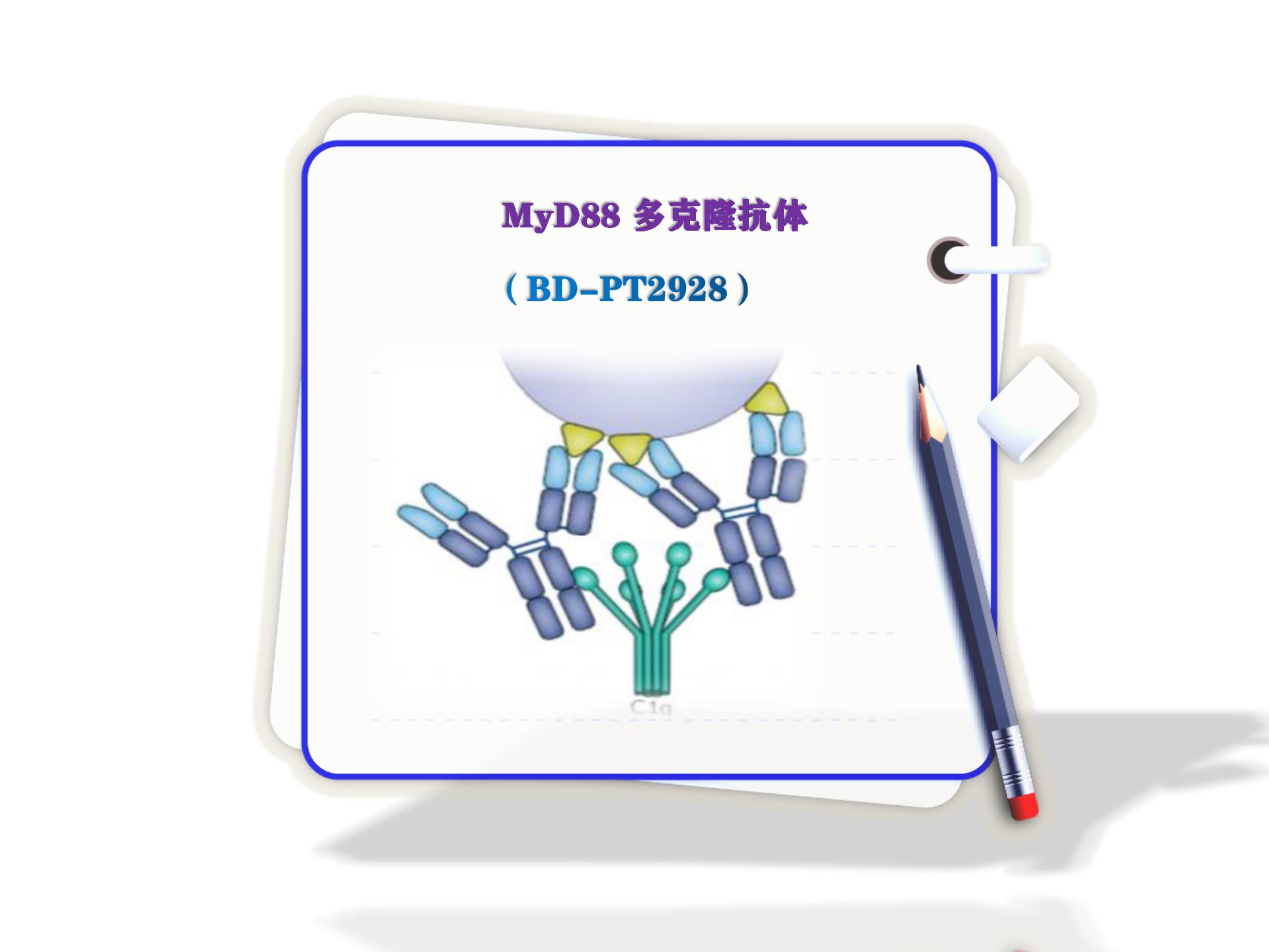 MyD88-<i style='color:red'>多克隆抗体</i>-MyD88 Polyclonal Antibody