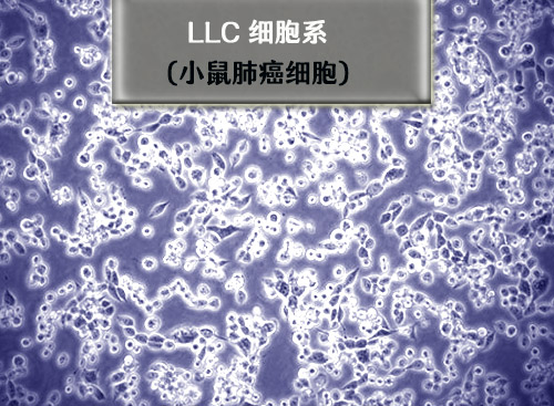 小鼠肺癌细胞系-LLC细胞