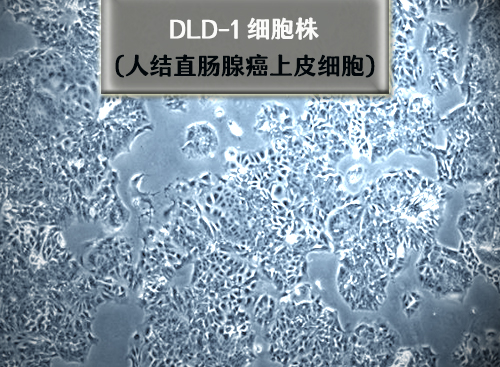 dld-1细胞
