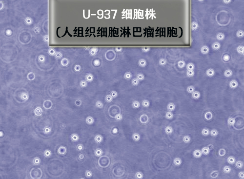 u937细胞