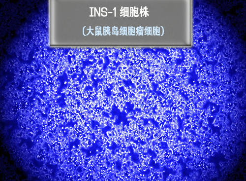 INS-1​细胞