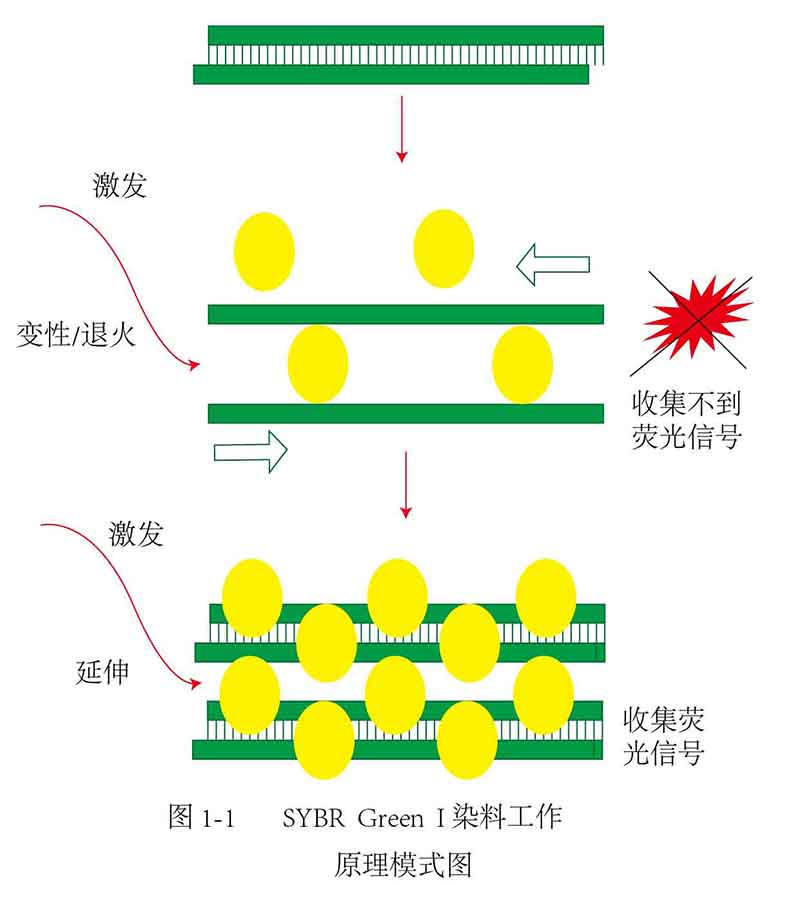 SYBR Green