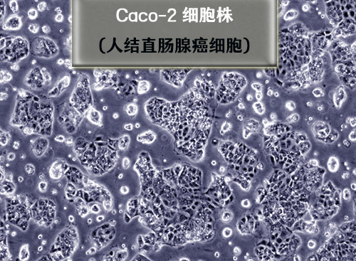 caco2细胞