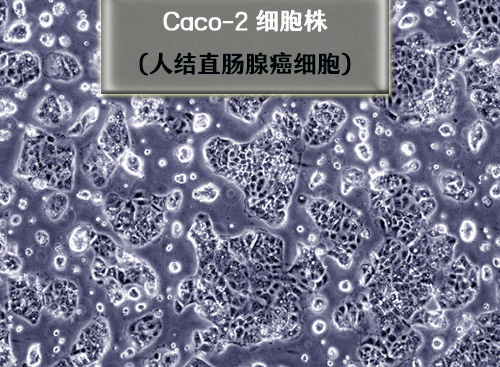 caco-2细胞