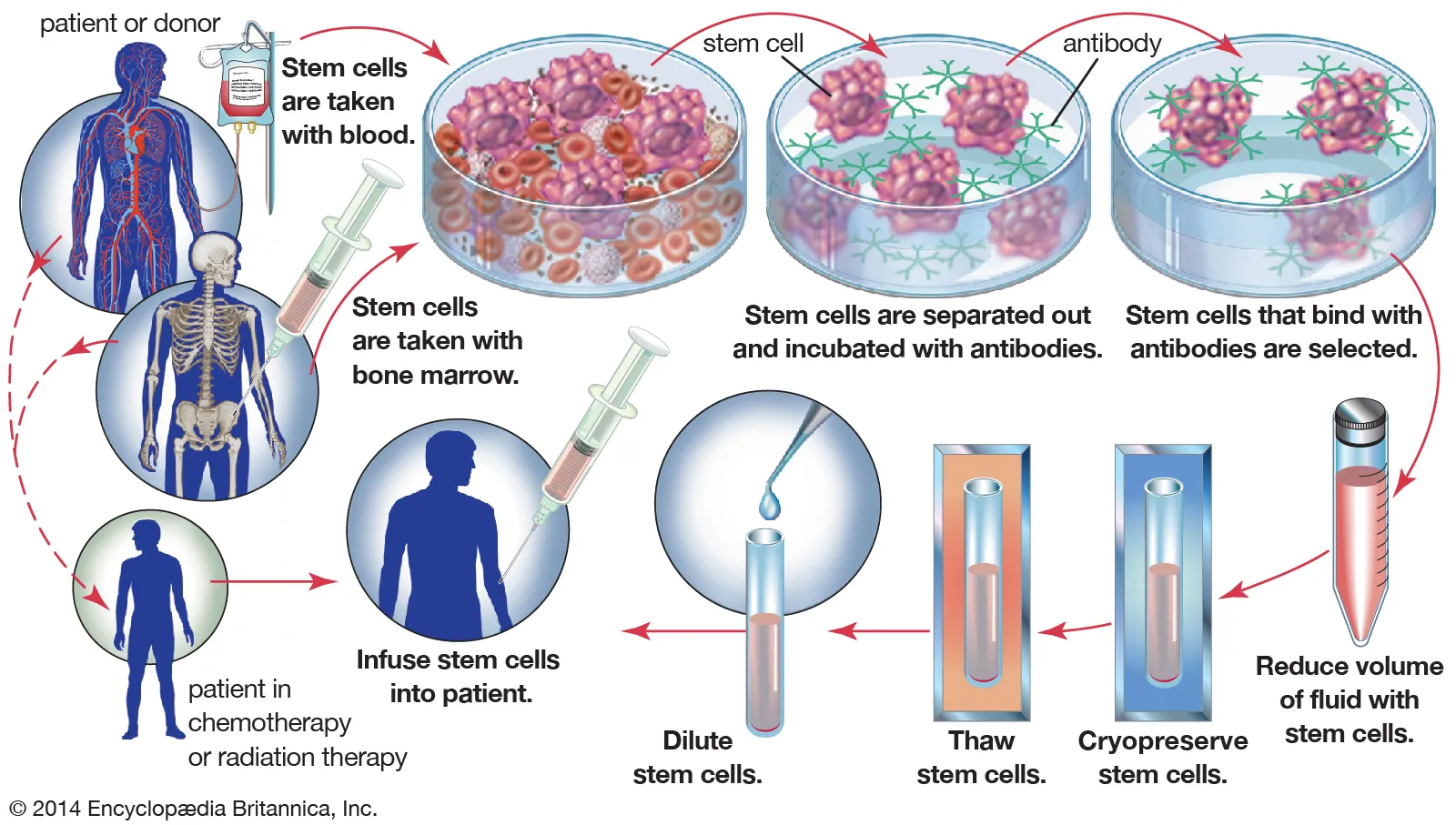 干细胞研究