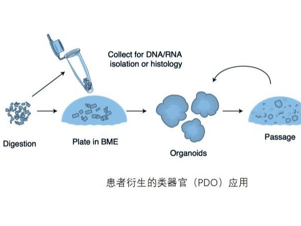 干细胞生成类器官