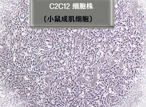 c2c12细胞-小鼠成肌细胞