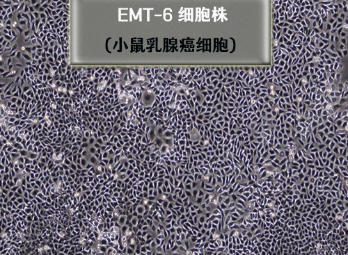 EMT6细胞