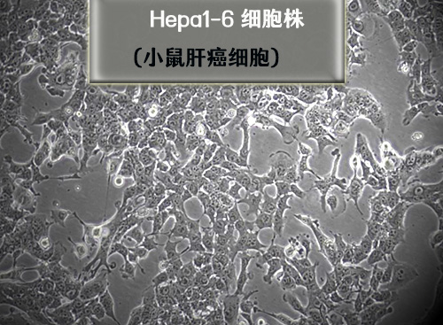 hepa1-6细胞