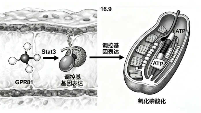 乳酸分析仪与癌症