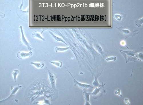 3t3-l1 细胞