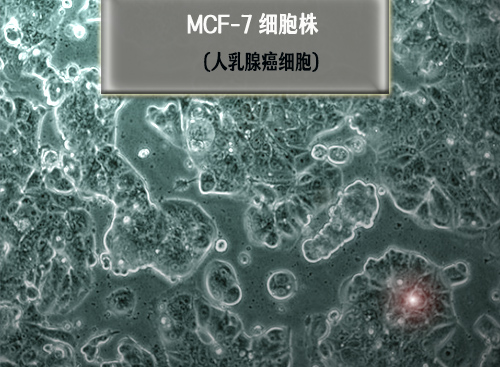 mcf7细胞