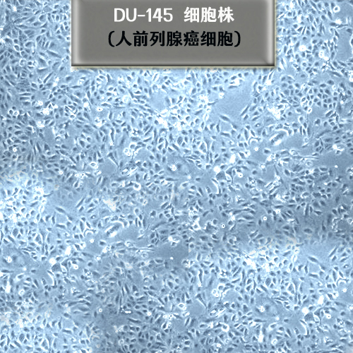 DU145细胞