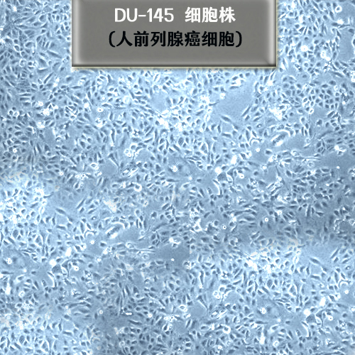 DU145细胞