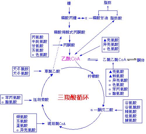 <i style='color:red'>cho细胞培养</i>中乳酸产物的成因及影响？