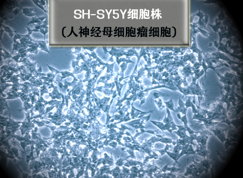 SH-SY5Y细胞转染优化方法和实验步骤详解