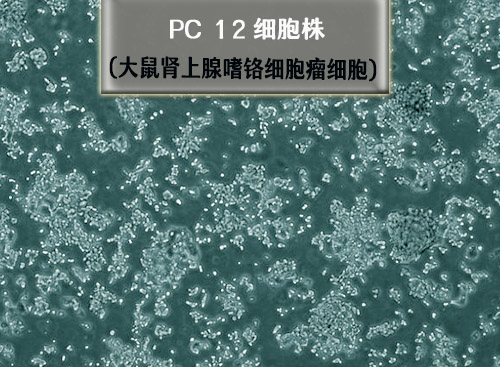 PC-12细胞